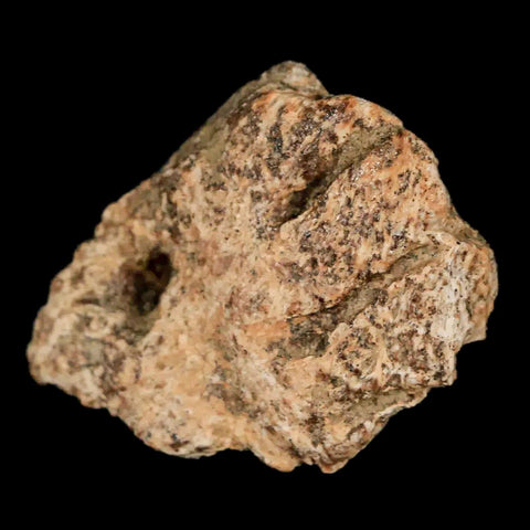 1.1" Ankylosaurus Fossil Scute Armor Lance Creek FM Cretaceous Dinosaur WY COA - Fossil Age Minerals