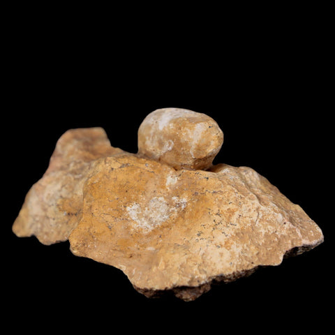 0.8 Snake Egg Fossil In Matrix Ophiodienovum Sp Eocene Age Bouxwiller, France - Fossil Age Minerals