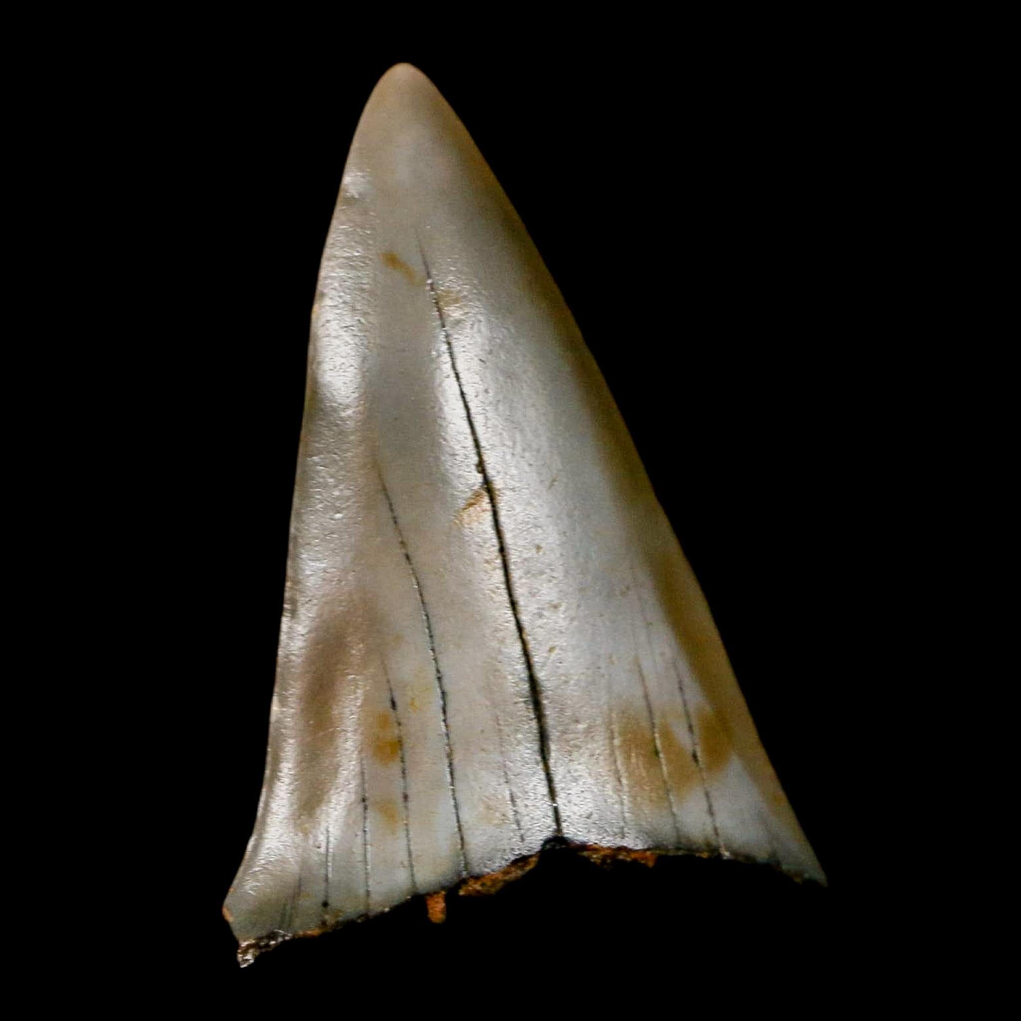 2.2" Quality Hastalis Mako Tooth Serrated Fossil Natural Miocene Age COA - Fossil Age Minerals