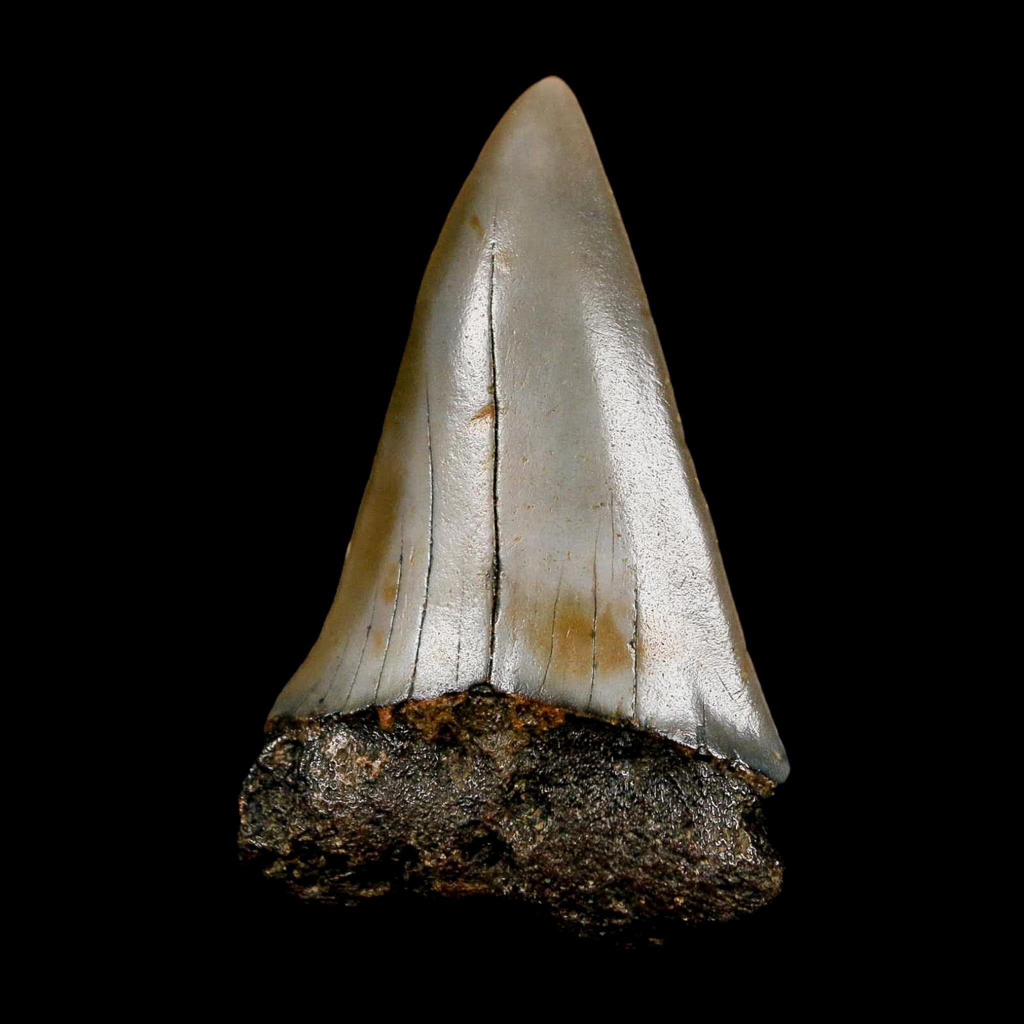 2.2" Quality Hastalis Mako Tooth Serrated Fossil Natural Miocene Age COA - Fossil Age Minerals