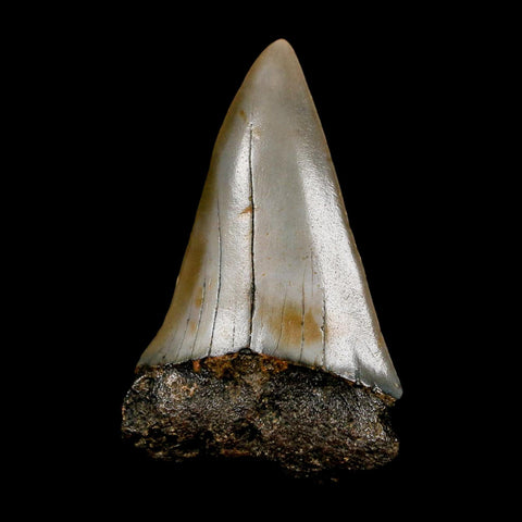 2.2" Quality Hastalis Mako Tooth Serrated Fossil Natural Miocene Age COA