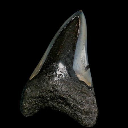3.1" Quality Megalodon Shark Tooth Serrated Fossil Natural Miocene Age COA