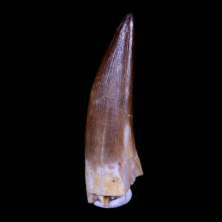 1.9" Plesiosaur Zarafasaura Tooth Fossil Cretaceous Dinosaur Era COA, Stand
