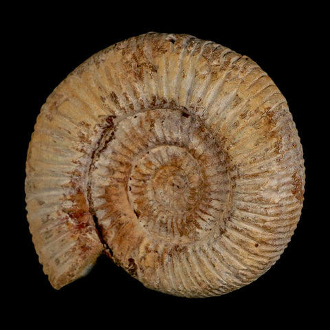 87MM Perisphinctes Ammonite Fossil Nautilus Madagascar Jurassic Age COA - Fossil Age Minerals