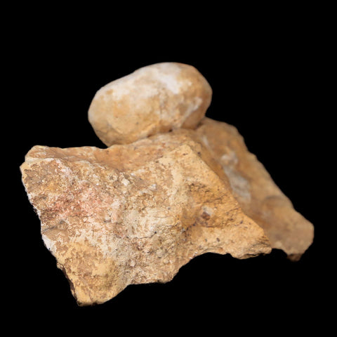 0.8 Snake Egg Fossil In Matrix Ophiodienovum Sp Eocene Age Bouxwiller, France - Fossil Age Minerals