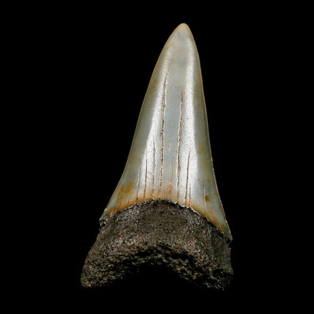 2.4" Quality Hastalis Mako Tooth Serrated Fossil Natural Miocene Age COA