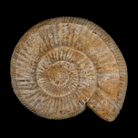 96MM Perisphinctes Ammonite Fossil Nautilus Madagascar Jurassic Age COA