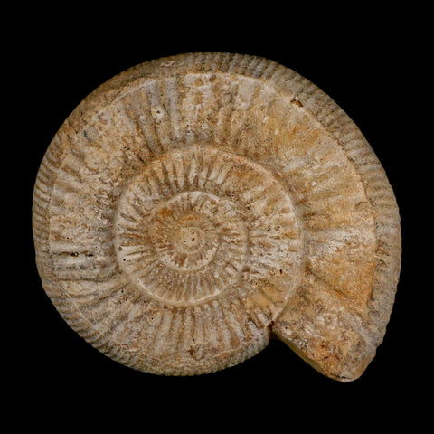 96MM Perisphinctes Ammonite Fossil Nautilus Madagascar Jurassic Age COA - Fossil Age Minerals