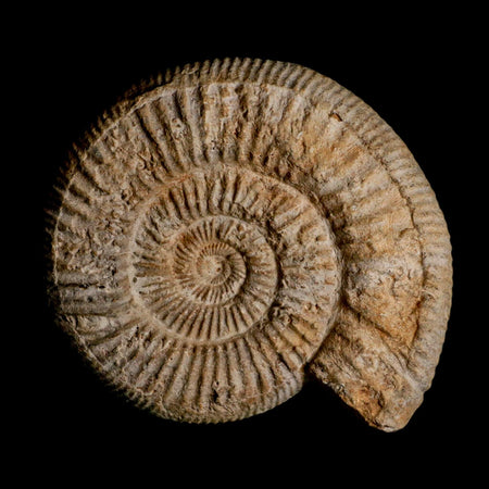 96MM Perisphinctes Ammonite Fossil Nautilus Madagascar Jurassic Age COA