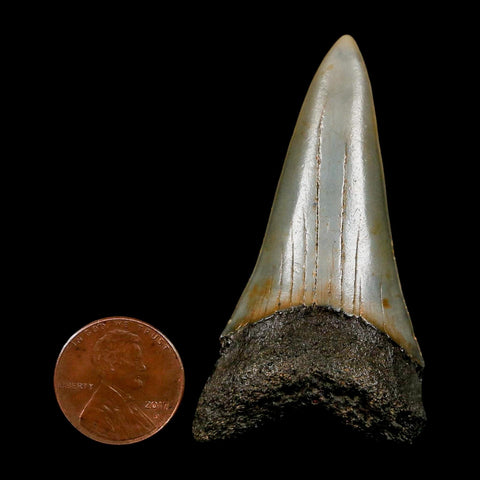 2.4" Quality Hastalis Mako Tooth Serrated Fossil Natural Miocene Age COA