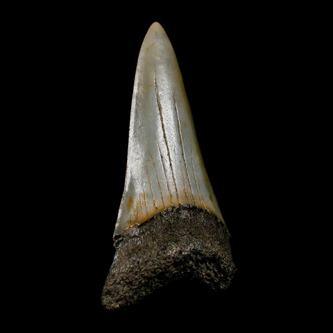 2.4" Quality Hastalis Mako Tooth Serrated Fossil Natural Miocene Age COA
