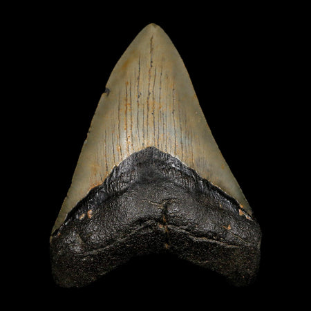 4" Quality Megalodon Shark Tooth Serrated Fossil Natural Miocene Age COA
