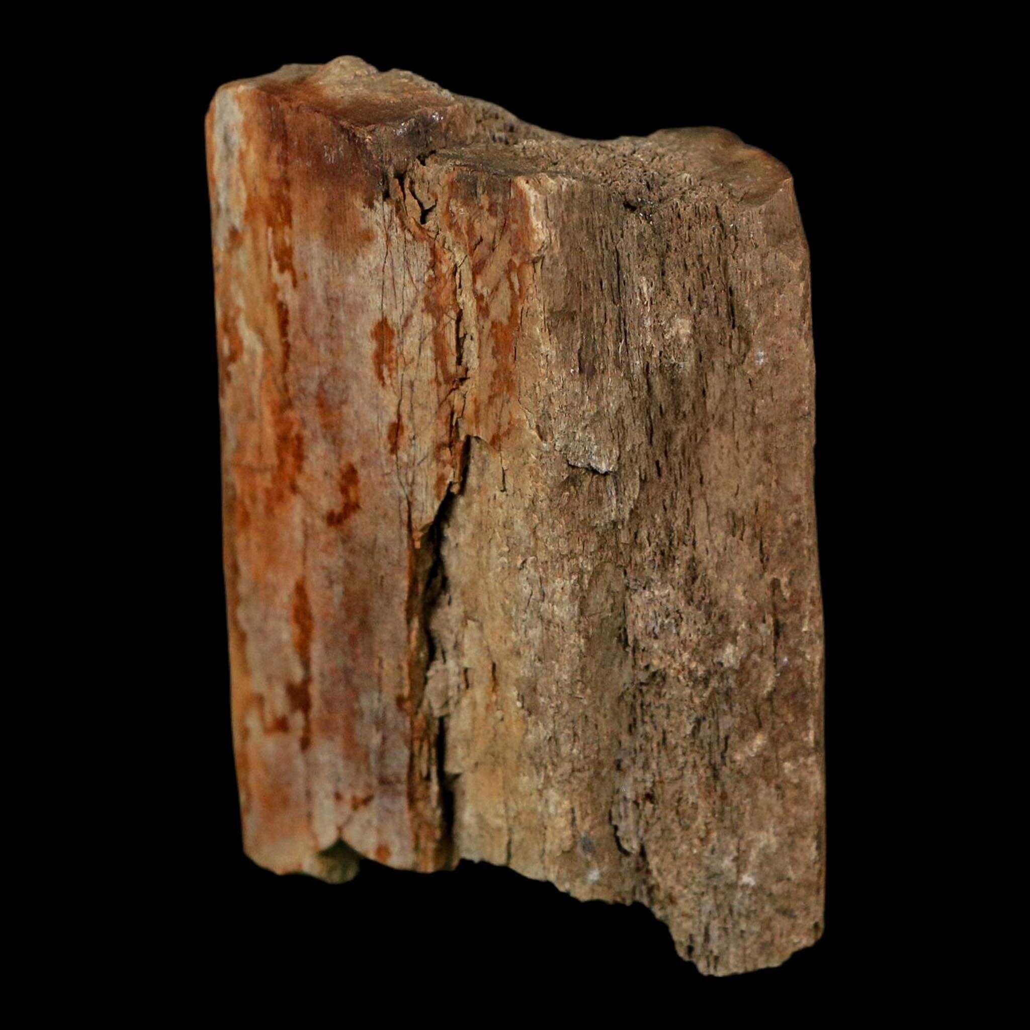 2.5" Corythosaurus Fossil Limb Bone Judith River FM Cretaceous Dinosaur Montana COA