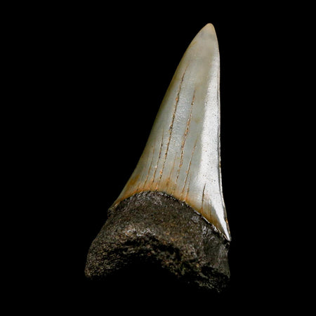 2.4" Quality Hastalis Mako Tooth Serrated Fossil Natural Miocene Age COA