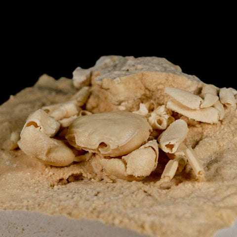 3.3" Potaman Sp Fossil Freshwater Crab In Travertine Denizli Basin Southwest Turkey - Fossil Age Minerals