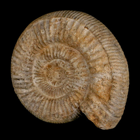 96MM Perisphinctes Ammonite Fossil Nautilus Madagascar Jurassic Age COA - Fossil Age Minerals