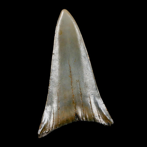 2.4" Quality Hastalis Mako Tooth Serrated Fossil Natural Miocene Age COA