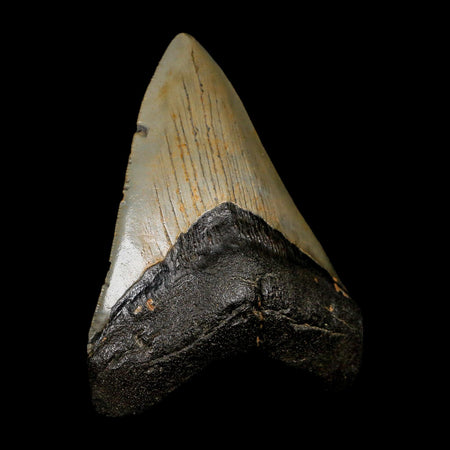 4" Quality Megalodon Shark Tooth Serrated Fossil Natural Miocene Age COA