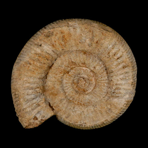 96MM Perisphinctes Ammonite Fossil Nautilus Madagascar Jurassic Age COA - Fossil Age Minerals