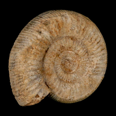 96MM Perisphinctes Ammonite Fossil Nautilus Madagascar Jurassic Age COA - Fossil Age Minerals