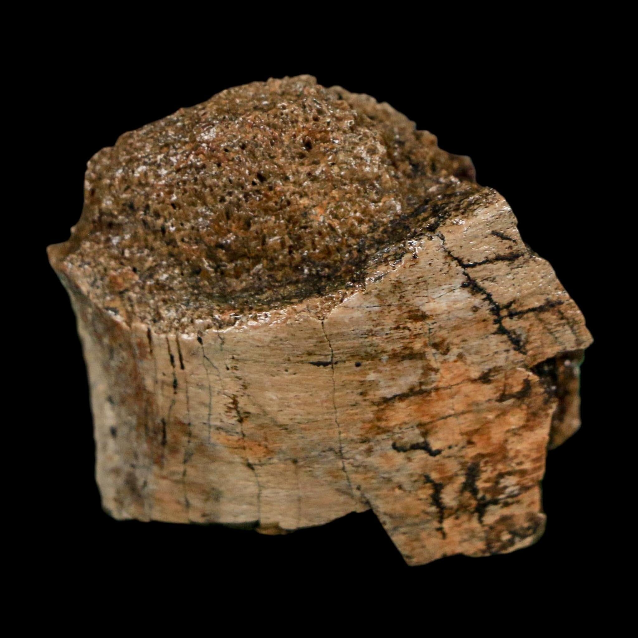 1.4" Corythosaurus Fossil Rib Bone Judith River FM Cretaceous Dinosaur Montana COA