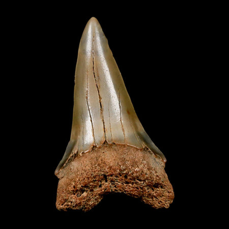 2.2" Quality Hastalis Mako Tooth Serrated Fossil Natural Miocene Age COA