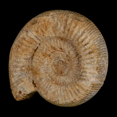 96MM Perisphinctes Ammonite Fossil Nautilus Madagascar Jurassic Age COA - Fossil Age Minerals