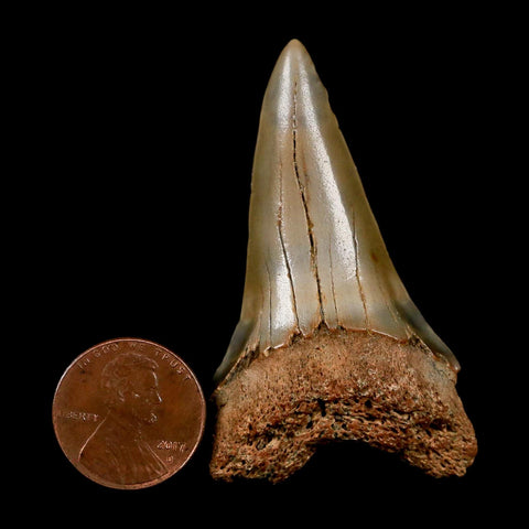 2.2" Quality Hastalis Mako Tooth Serrated Fossil Natural Miocene Age COA
