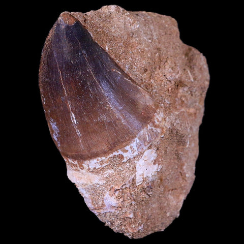 XL 2" Mosasaur Prognathodon Fossil Tooth In Matrix Cretaceous Dinosaur Era COA - Fossil Age Minerals
