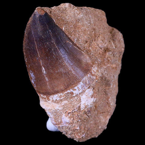 XL 2" Mosasaur Prognathodon Fossil Tooth In Matrix Cretaceous Dinosaur Era COA - Fossil Age Minerals