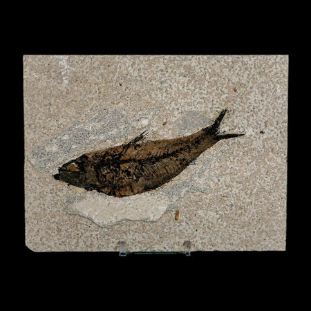 XL 4.6" Knightia Eocaena Fossil Fish Green River FM WY Eocene Age COA & Stand