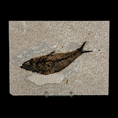 XL 4.6" Knightia Eocaena Fossil Fish Green River FM WY Eocene Age COA & Stand - Fossil Age Minerals