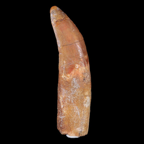 XL 4.4" Carcharodontosaurus Fossil Tooth Cretaceous Theropod Dinosaur COA, Stand - Fossil Age Minerals
