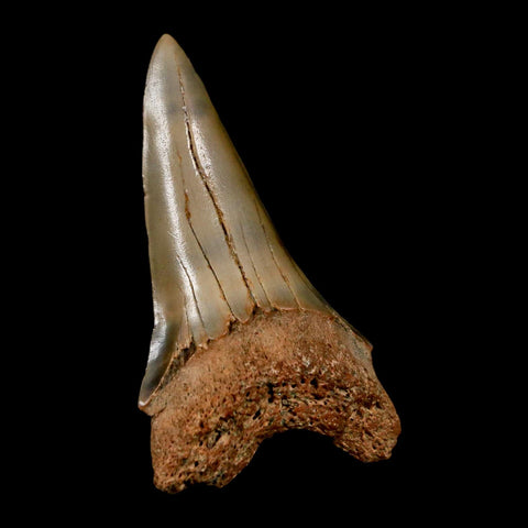 2.2" Quality Hastalis Mako Tooth Serrated Fossil Natural Miocene Age COA