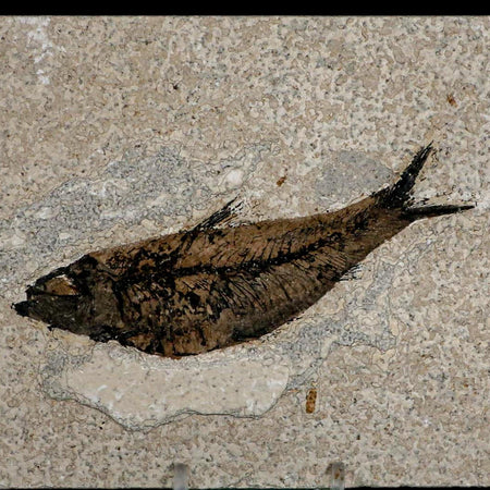 XL 4.6" Knightia Eocaena Fossil Fish Green River FM WY Eocene Age COA & Stand