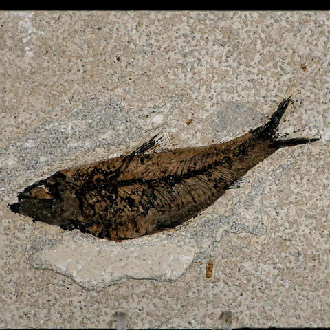 XL 4.6" Knightia Eocaena Fossil Fish Green River FM WY Eocene Age COA & Stand - Fossil Age Minerals