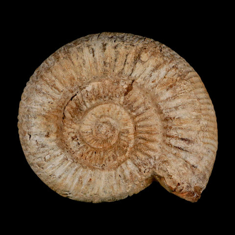 98MM Perisphinctes Ammonite Fossil Nautilus Madagascar Jurassic Age COA - Fossil Age Minerals