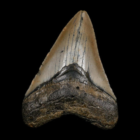 3.9" Quality Megalodon Shark Tooth Serrated Fossil Natural Miocene Age COA