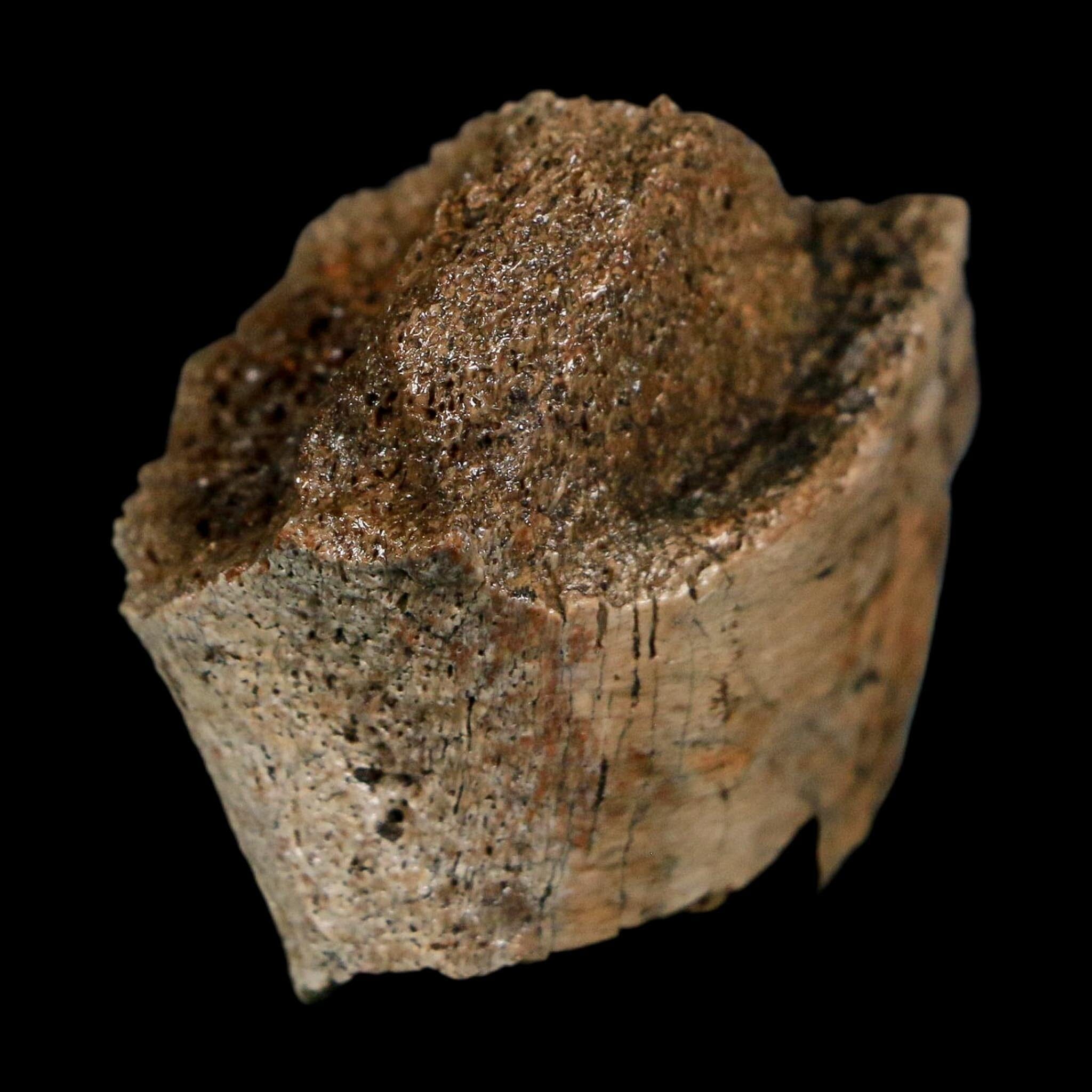 1.4" Corythosaurus Fossil Rib Bone Judith River FM Cretaceous Dinosaur Montana COA