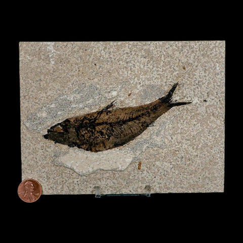 XL 4.6" Knightia Eocaena Fossil Fish Green River FM WY Eocene Age COA & Stand - Fossil Age Minerals