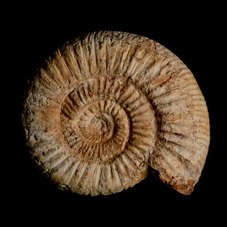 98MM Perisphinctes Ammonite Fossil Nautilus Madagascar Jurassic Age COA