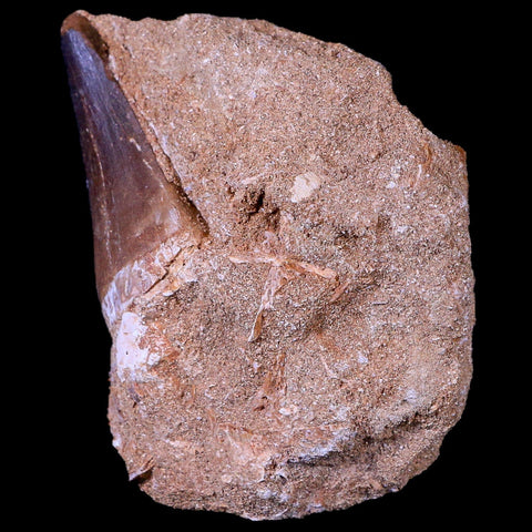 XL 2" Mosasaur Prognathodon Fossil Tooth In Matrix Cretaceous Dinosaur Era COA - Fossil Age Minerals