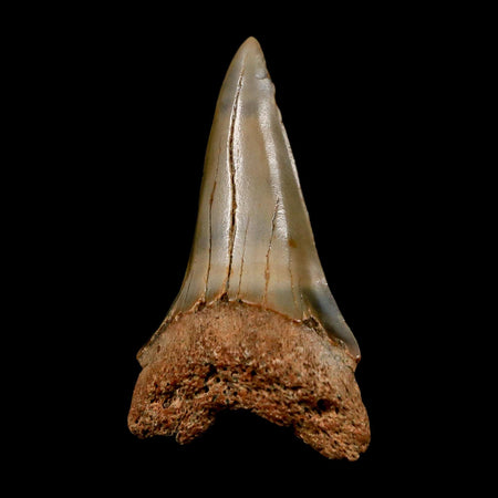 2.2" Quality Hastalis Mako Tooth Serrated Fossil Natural Miocene Age COA