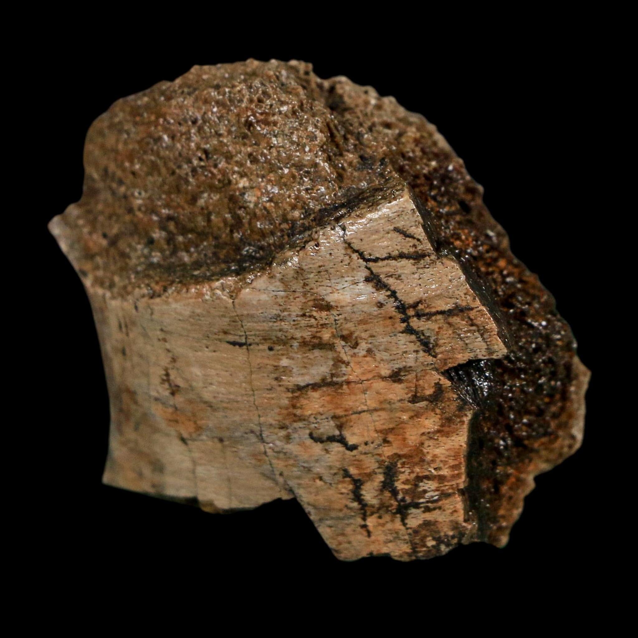 1.4" Corythosaurus Fossil Rib Bone Judith River FM Cretaceous Dinosaur Montana COA