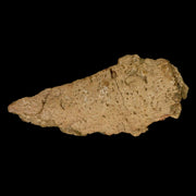 5.2" Ankylosaurus Fossil Skull Bone Lance Creek FM Cretaceous Dinosaur WY COA
