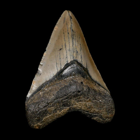 3.9" Quality Megalodon Shark Tooth Serrated Fossil Natural Miocene Age COA