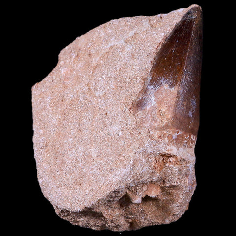 XL 2" Mosasaur Prognathodon Fossil Tooth In Matrix Cretaceous Dinosaur Era COA - Fossil Age Minerals
