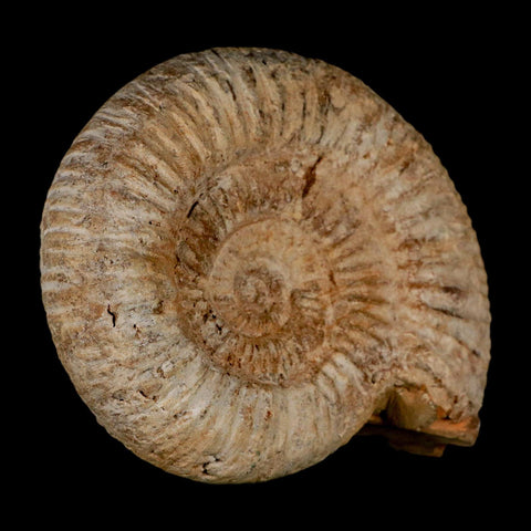 98MM Perisphinctes Ammonite Fossil Nautilus Madagascar Jurassic Age COA - Fossil Age Minerals