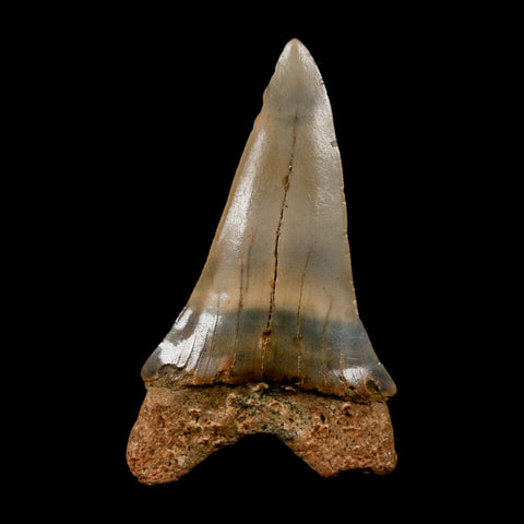 2.2" Quality Hastalis Mako Tooth Serrated Fossil Natural Miocene Age COA