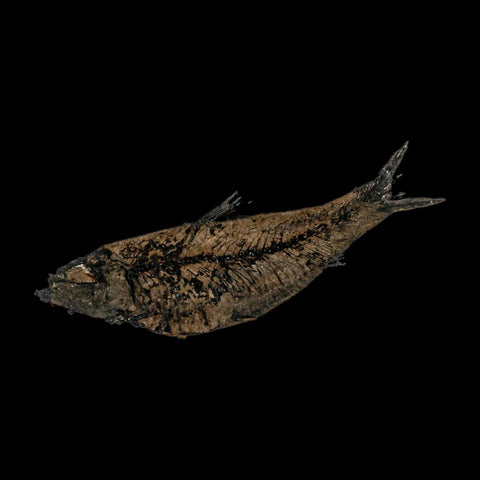 XL 4.6" Knightia Eocaena Fossil Fish Green River FM WY Eocene Age COA & Stand - Fossil Age Minerals